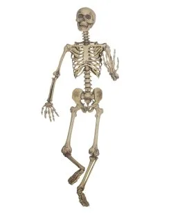 Biegsames Skelett Lebensgroß
