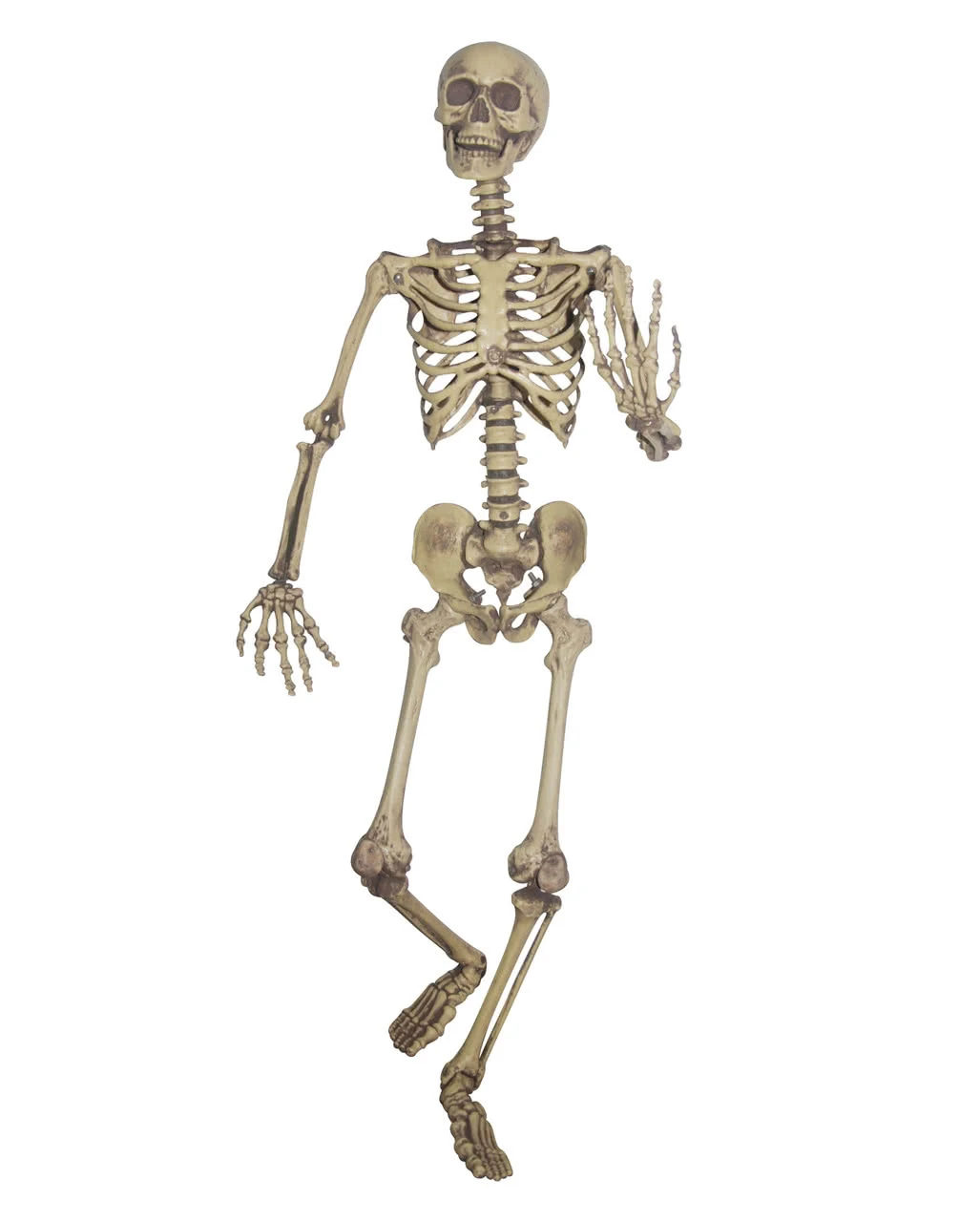 Biegsames Skelett Lebensgroß